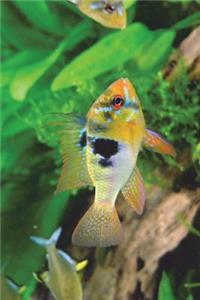 Mikrogeophagus Ramirezi Ram Cichlid Journal