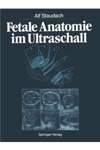 Fetale Anatomie Im Ultraschall