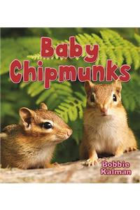 Baby Chipmunks
