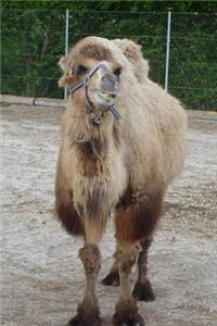 Dromedary - Arabian Camel Journal