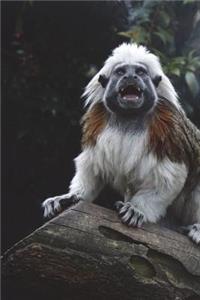 Cotton-Top Tamarin Journal