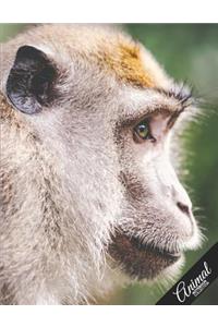 Animal Notebook Collection