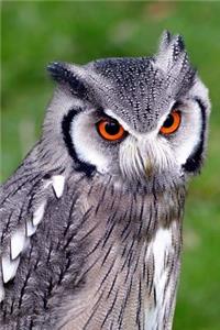 Southern White-Faced Owl Bird of Prey Journal