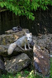 White Arctic Fox on a Rock Journal