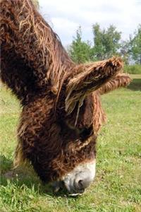 Adorable Shaggy Donkey Portrait Journal