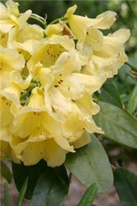 2019 Weekly Planner Flowers Pretty Rhododendron Blooms 134 Pages