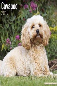 Cavapoo Calendar 2019