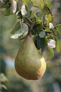 A Pear on a Pear Tree Journal