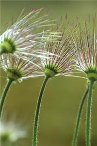 Fading of the Pasque Flowers Journal