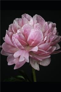 Sweet Pink Peony Flower Up Close Journal