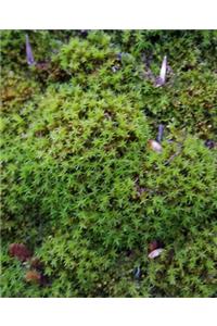 School Composition Book Moss Roof Shingle