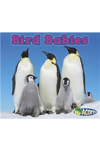 Bird Babies