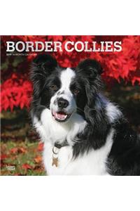 Border Collies 2019 Square Foil