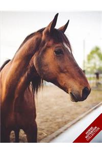 Horse Notebook Collection