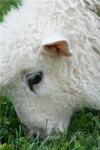 Cotswold Lamb Enjoying Some Green Spring Grass Journal