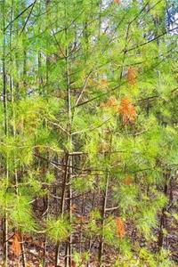 Spring Woods Pines Journal
