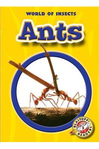 Ants