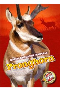 Pronghorn