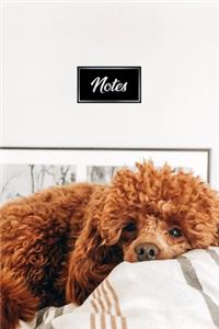 Poodle Dog Pup Puppy Doggie Notebook Bullet Journal Diary Composition Book Notepad - Lying In Bed