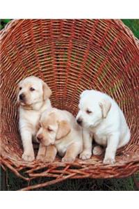 School Composition Book White Puppies Dog Photo 200 Pages