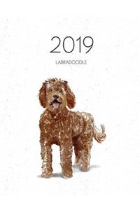 2019 Labradoodle