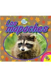 Los Mapaches