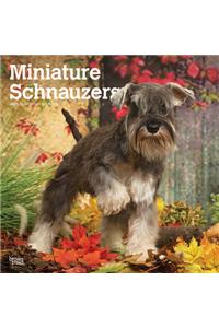 Schnauzers, Miniature International Edition 2021 Square Btuk
