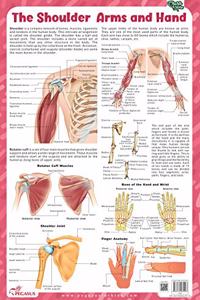 The Shoulder Arms and Hand - Thick Laminated Chart