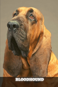 Bloodhound