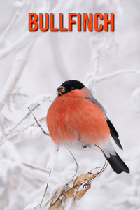 Bullfinch
