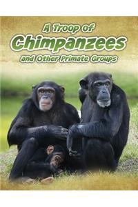 A Troop of Chimpanzees