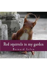 Red squirrels in my garden