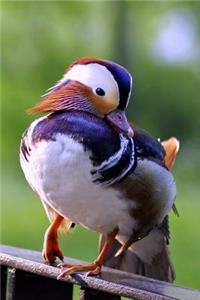 Darling Mandarin Duck Water Fowl Bird Journal