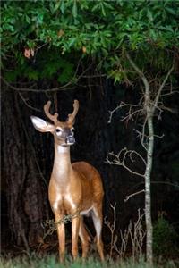 Young Buck Nature Journal