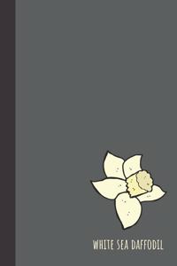 white sea daffodil