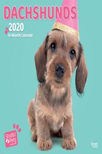 DACHSHUNDS 2020 MINI WALL CALENDAR STUDI