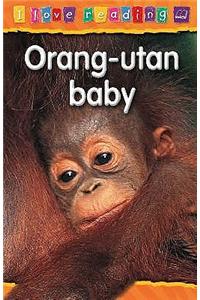 Orang-utan Baby