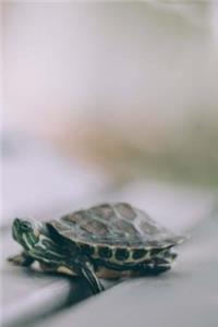 Turtle Journal