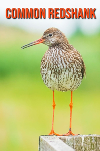 Common Redshank