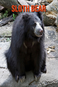 Sloth Bear