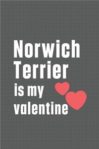Norwich Terrier is my valentine