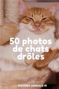 50 Photos de Chats Drôles