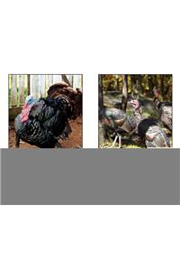 All about Turkeys