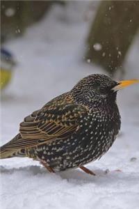 European Starling Journal