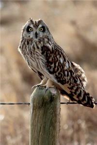 Short Eared Owl Journal