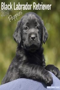 Black Labrador Retriever Puppies Calendar 2019