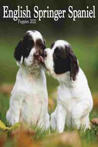ENGLISH SPRINGER SPANIEL PUPPIES MINI SQ