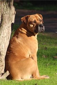 Sweet and Serious Bull Mastiff Dog Sitting in the Sunshine Journal