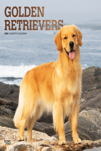 Golden Retrievers 2024 Square Foil