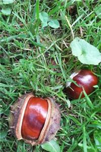 Horse Chestnuts in the Grass Autumn Journal